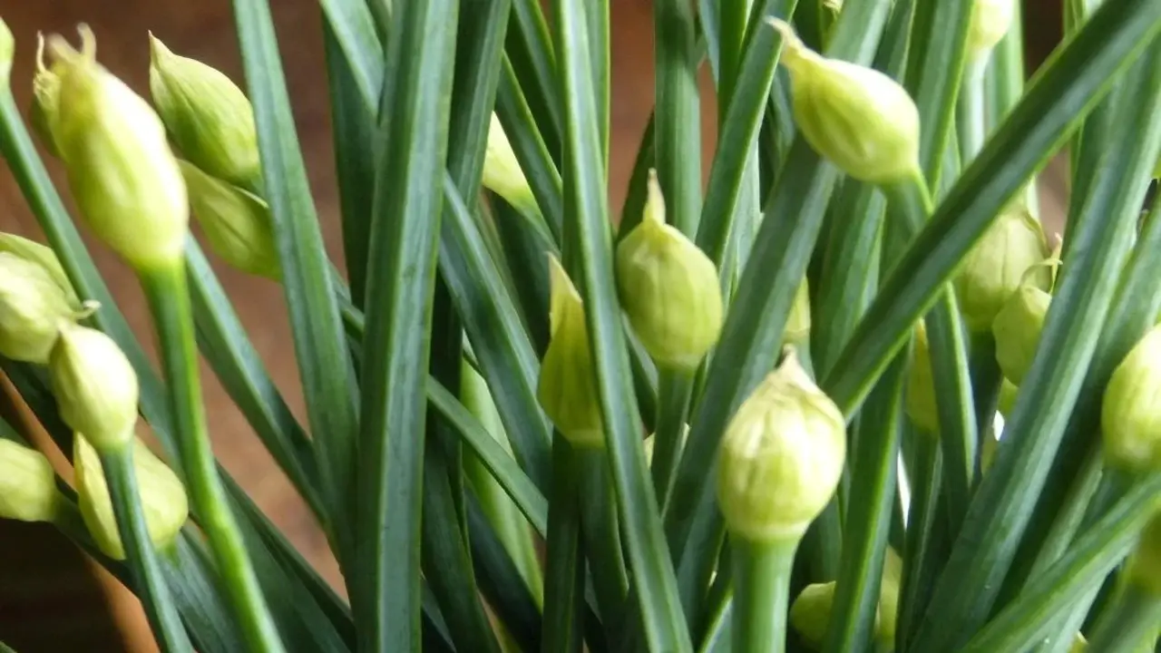 What You Need To Know About Growing Chives Indoors