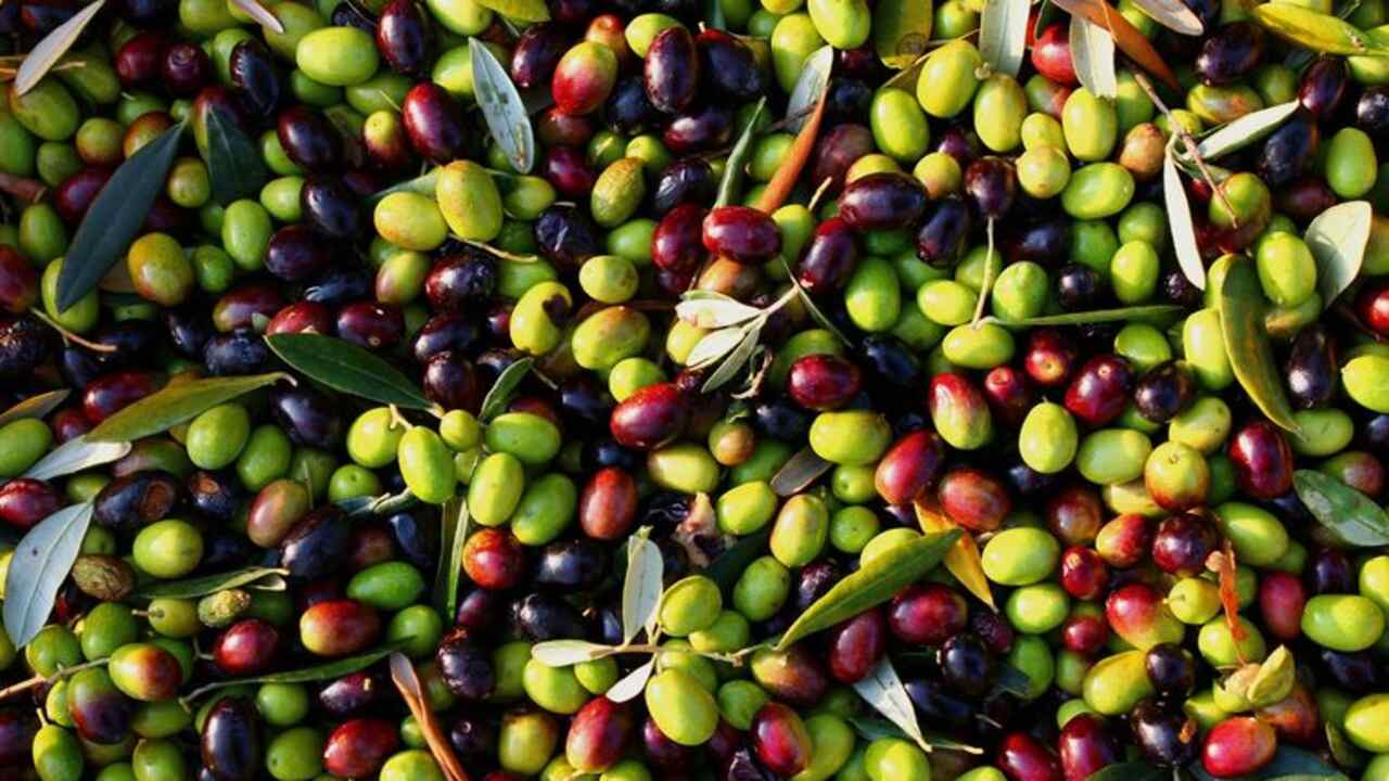 When Is The Ideal Time To Harvest Olives