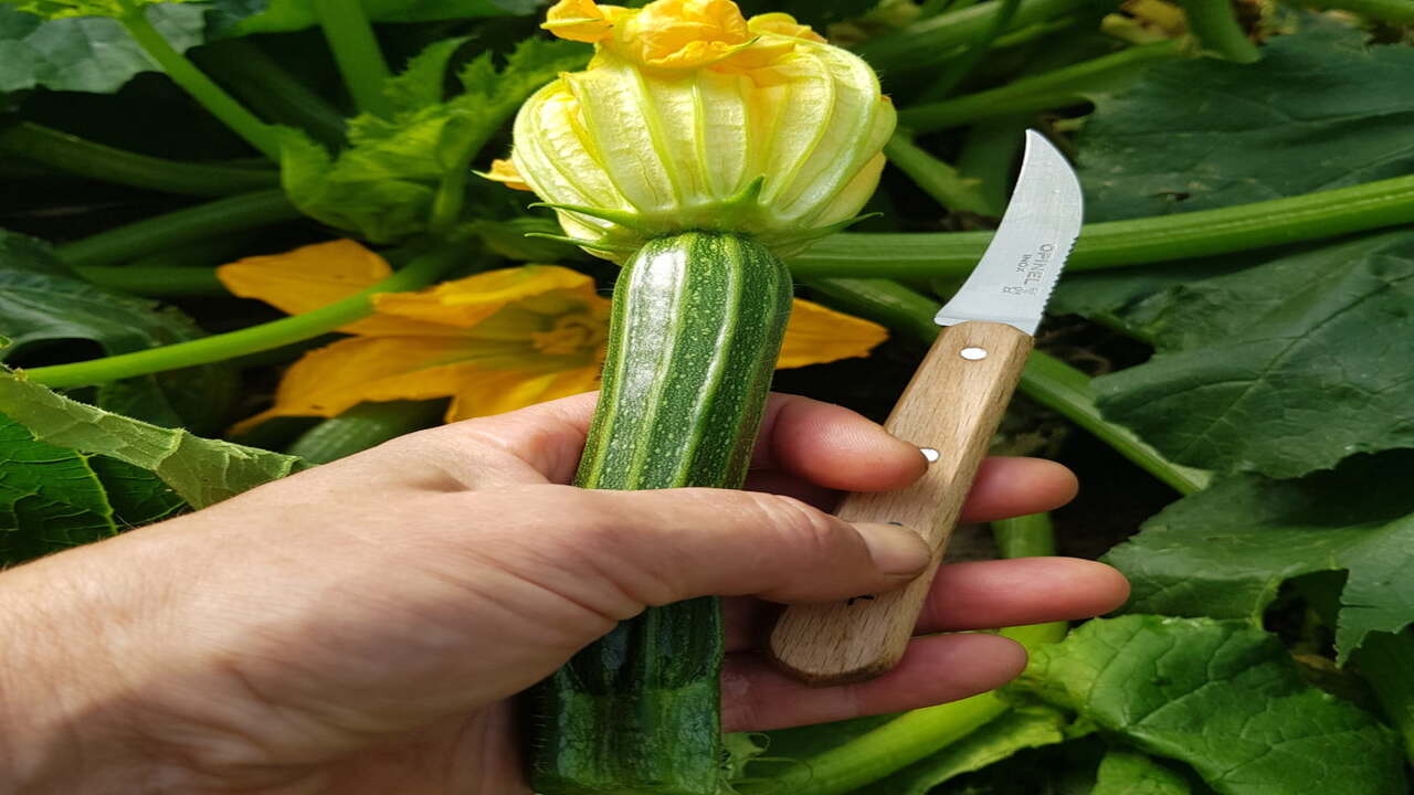 When Is The Perfect Time To Harvest Greenhouse Zucchini
