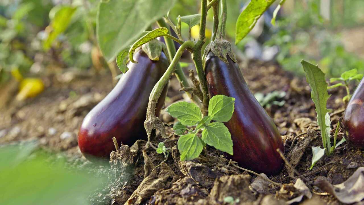 When To Harvest Eggplants