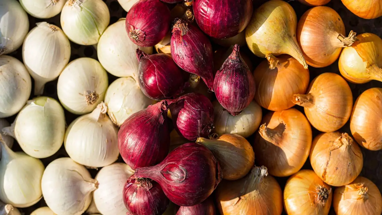 When To Harvest Onions For Optimal Flavor - Full Discussion