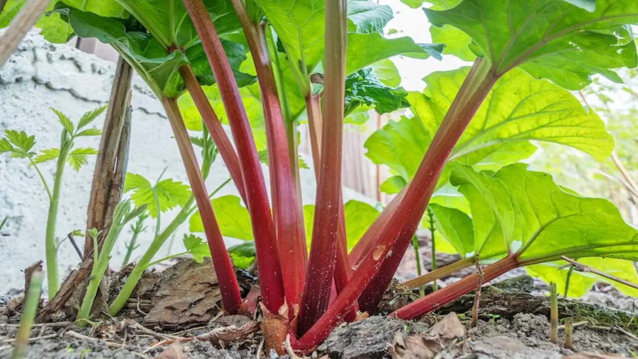 Where And How To Plant Rhubarb