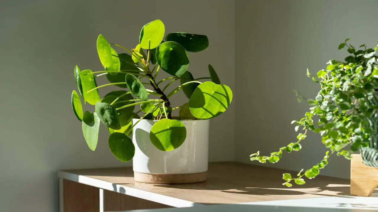 Where Can You Buy These Air-Purifying Indoor Plants