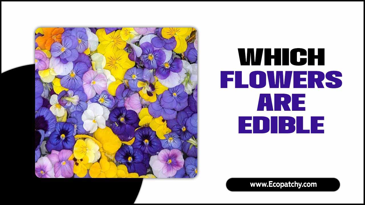 Which Flowers Are Edible