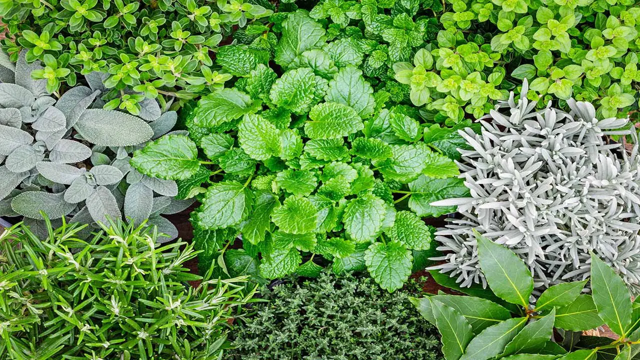 Which Herbs Are Perennials: Best 12 Herbs That Keep Coming Back