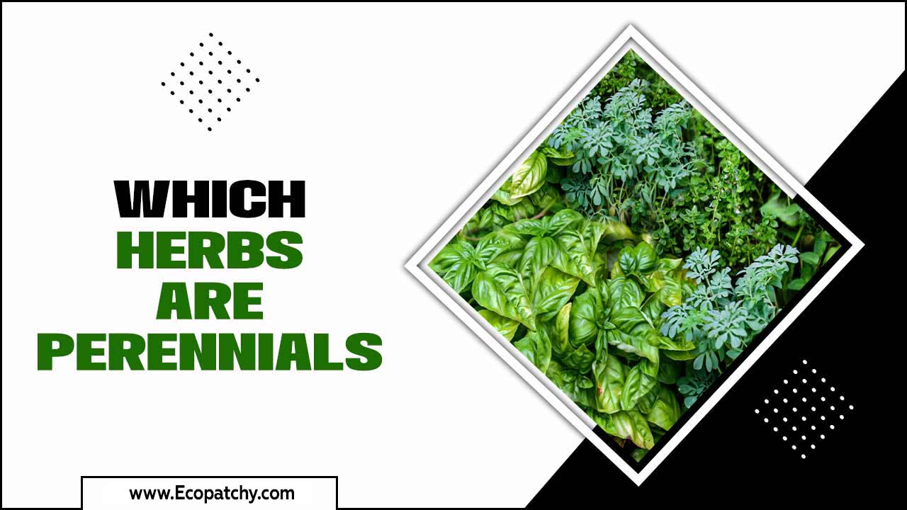 Which Herbs Are Perennials
