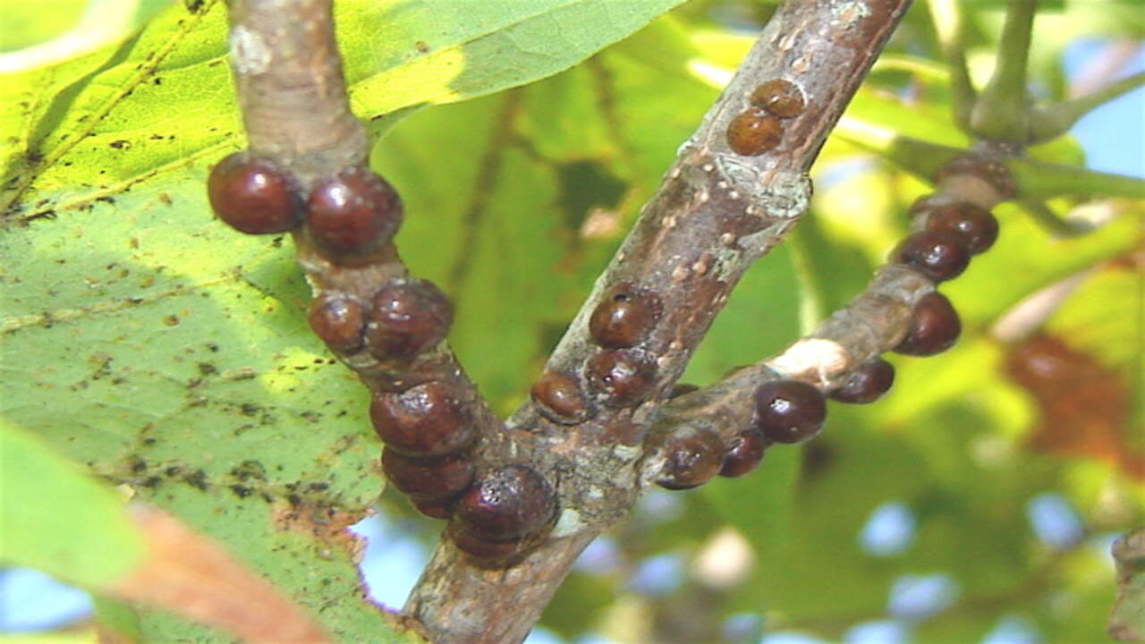 Which Plants Are Vulnerable To Scale Insects