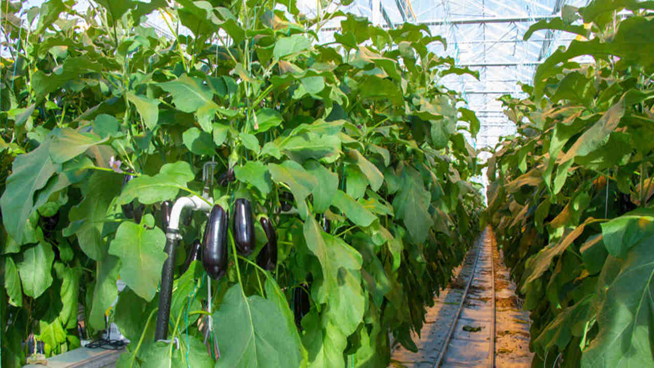 Why Grow Eggplants In A Greenhouse