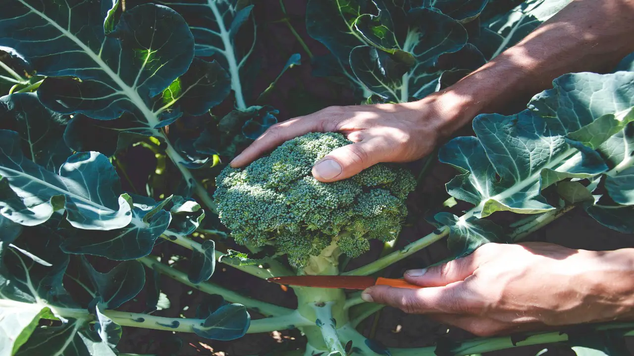 Why Is It Important To Regularly Fertilize Your Broccoli