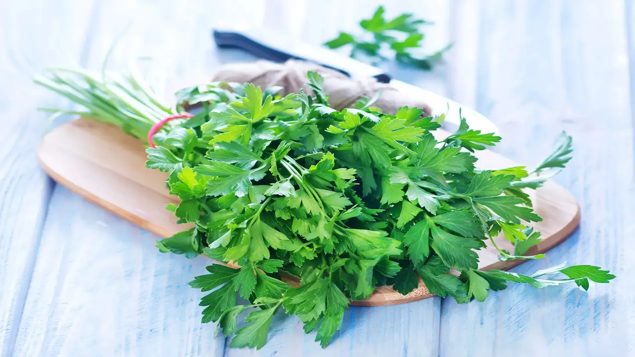 Why Learn About Different All Types Of Parsley