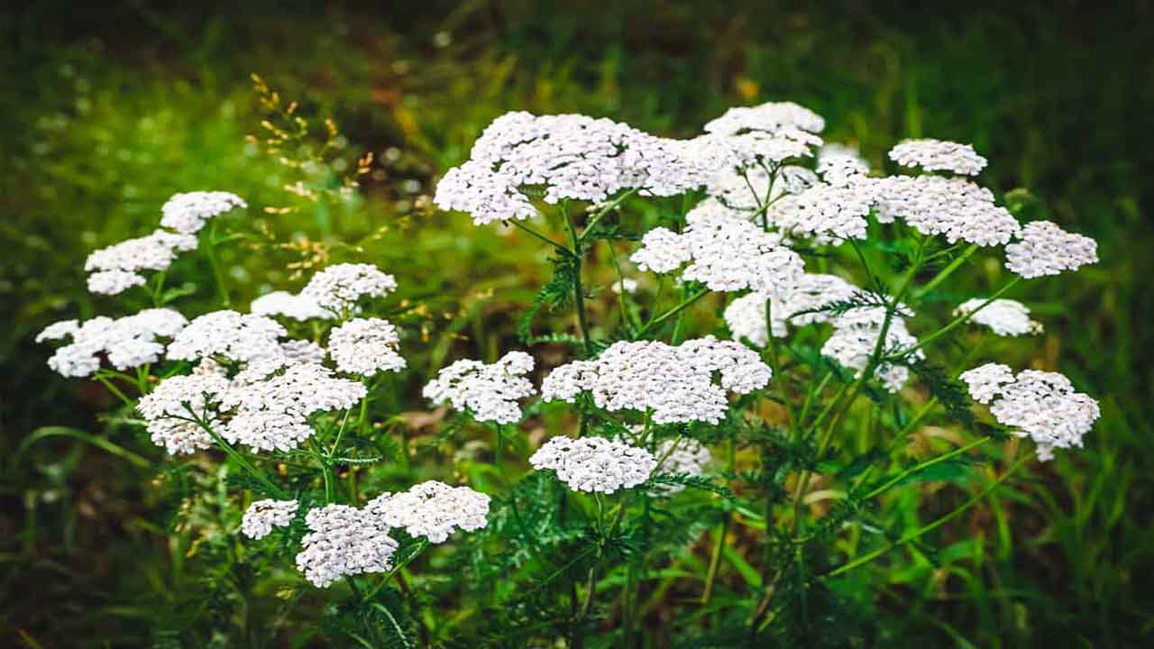 Yarrow Plant Care: Essential Tips