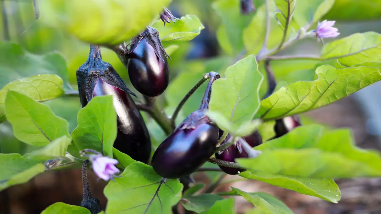 About Companion Planting For Eggplants