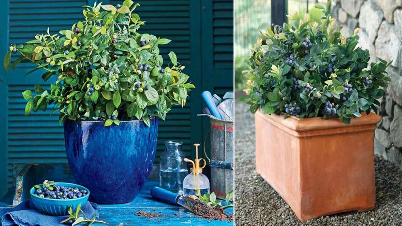Benefits Of Growing Blueberries In Containers