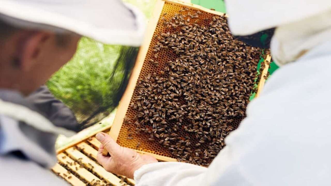 Benefits Of Keeping Bees In A Greenhouse With Bullet Point