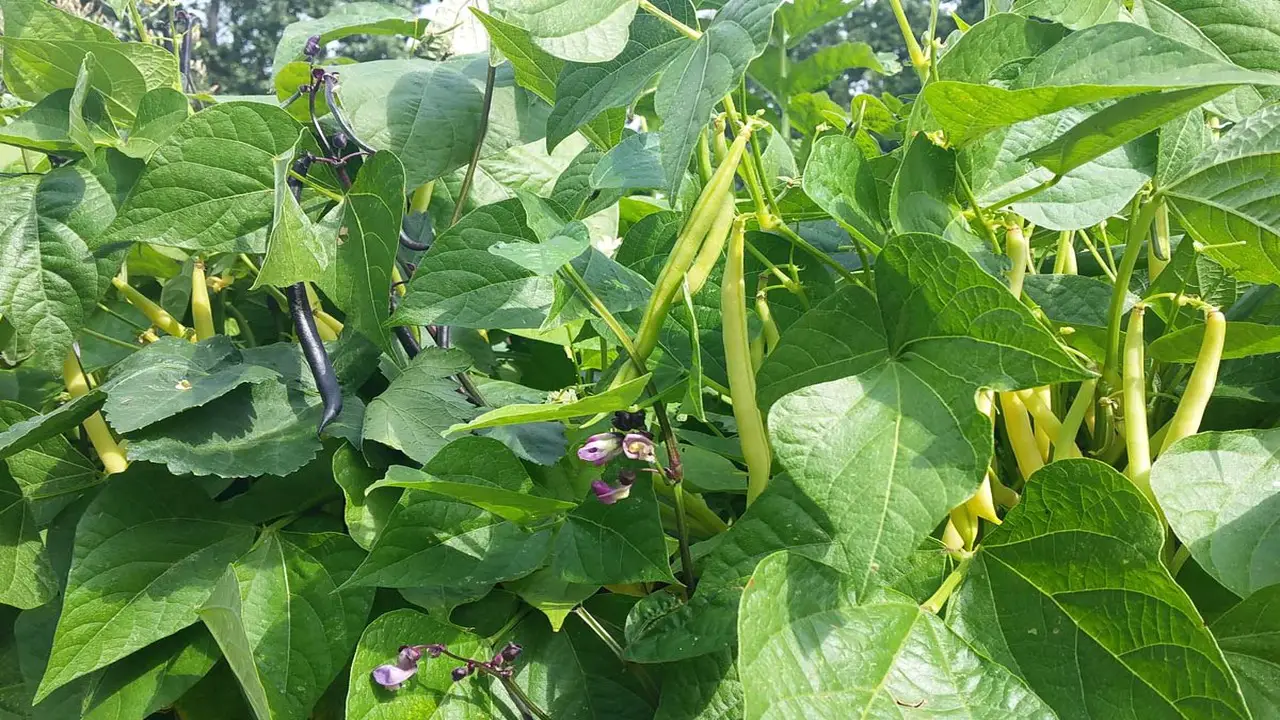 Bush Beans - A Versatile Companion Plant