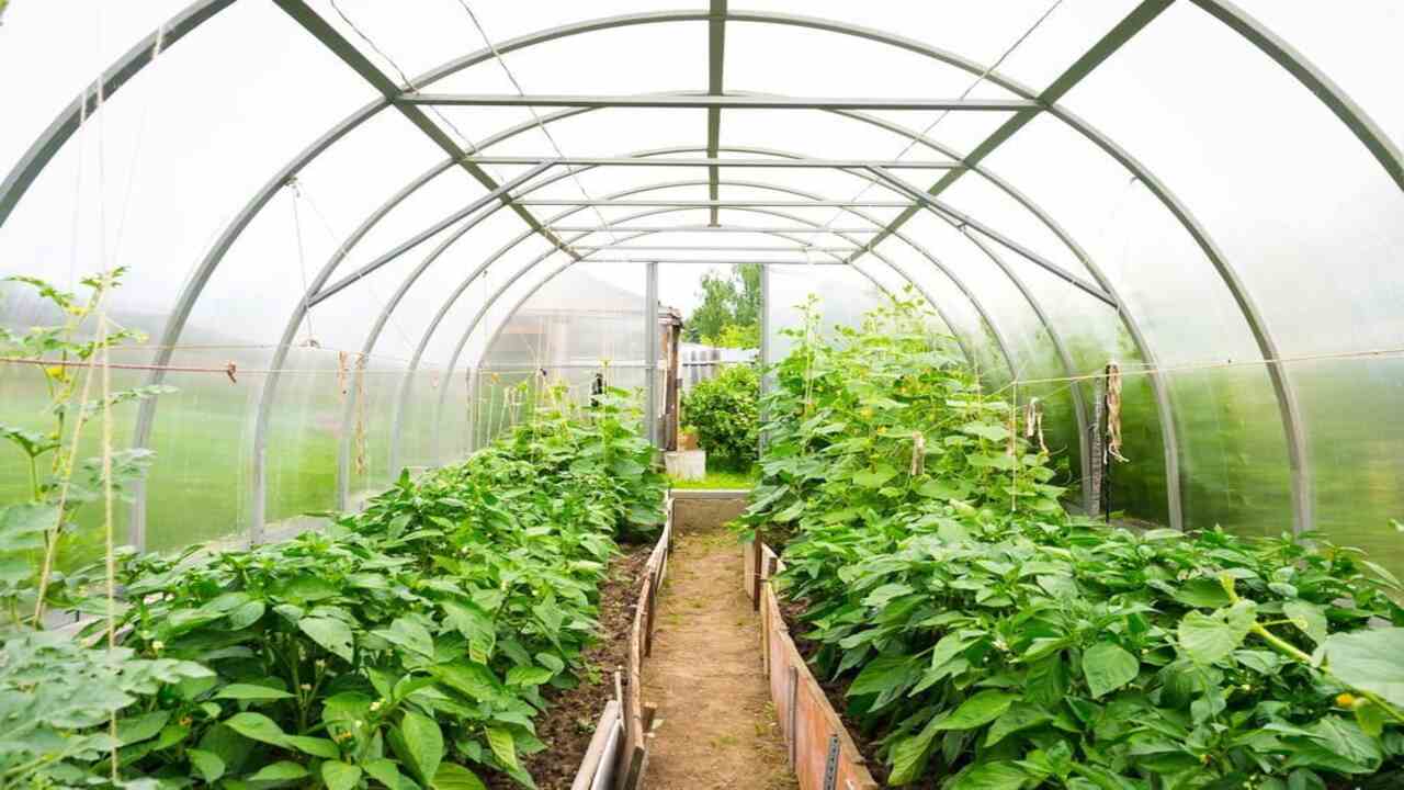 Common Challenges And Troubleshooting Tips For Year-Round Vegetable Gardening In A Greenhouse