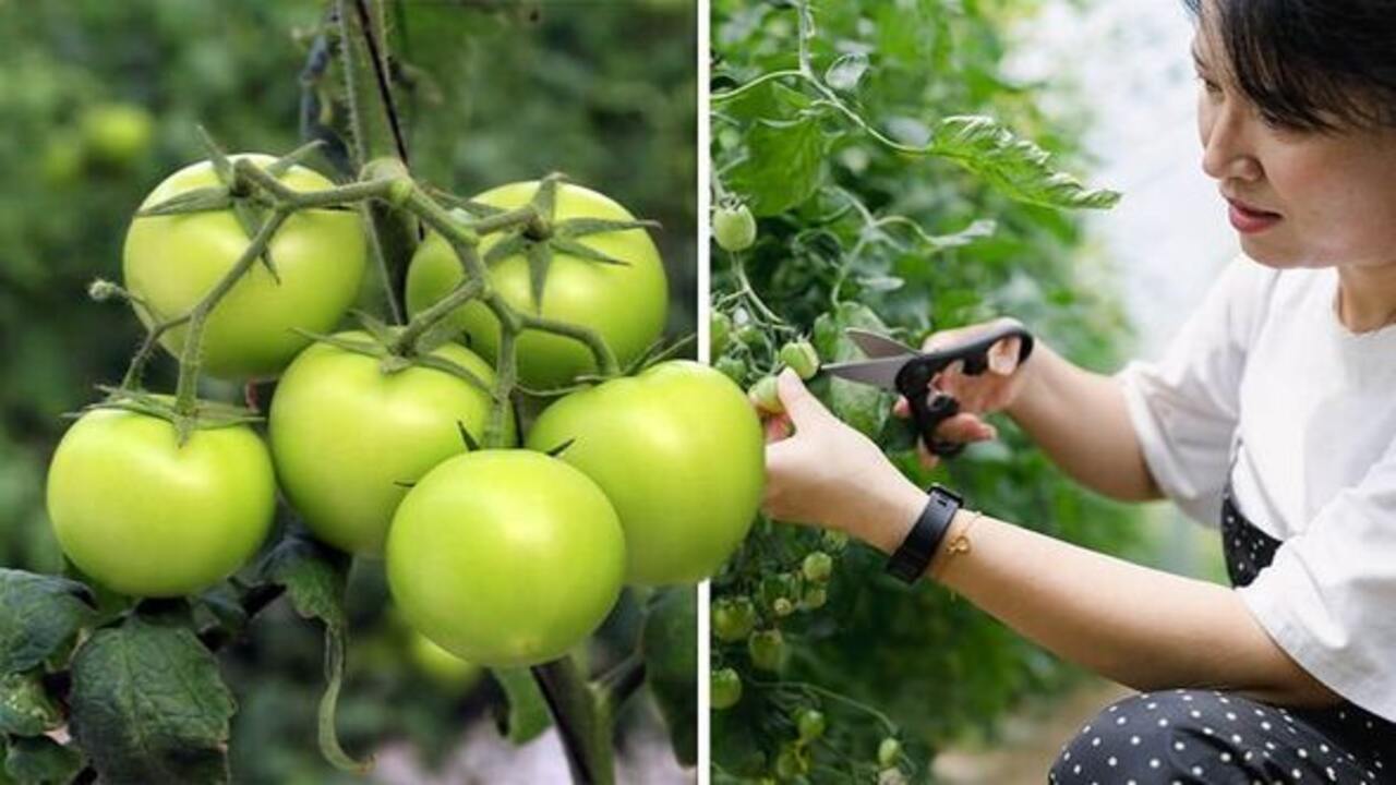 Common Mistakes To Avoid When Trying To Ripen Tomatoes In A Greenhouse
