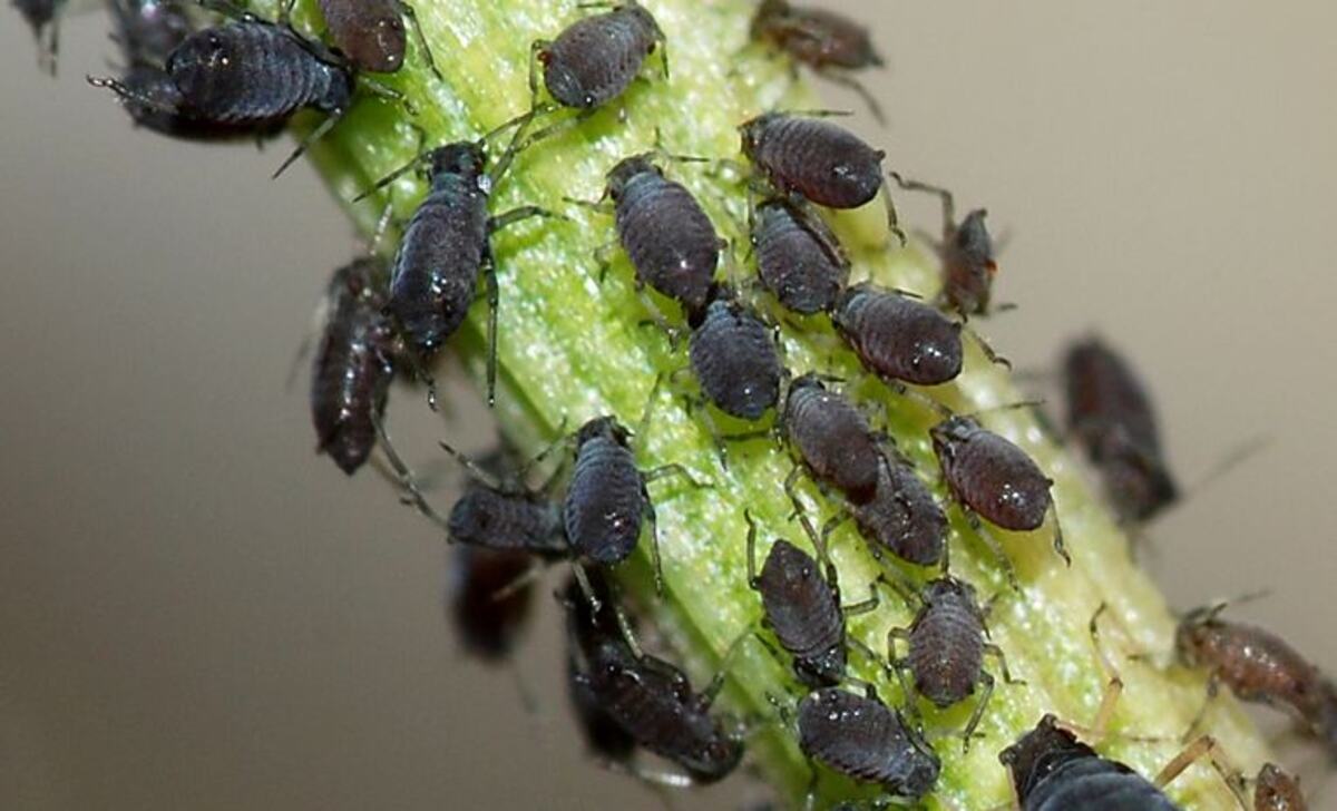 Controlling Aphids Organically – It’s Easy But Requires A Bit Of Planning.