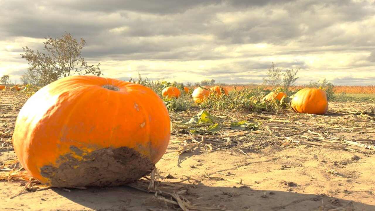 Dealing With Pests And Diseases In Container-Grown Pumpkins