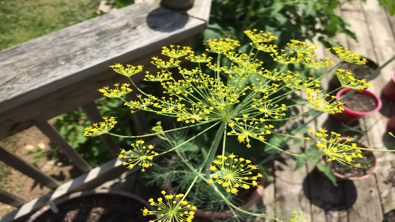 Dill - Attracting Beneficial Insects