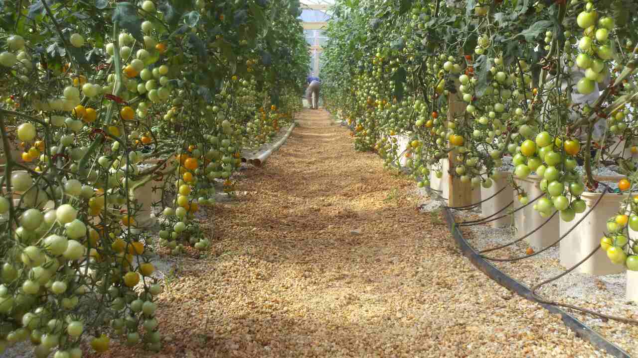 Factors That Affect Tomato Ripening In A Greenhouse