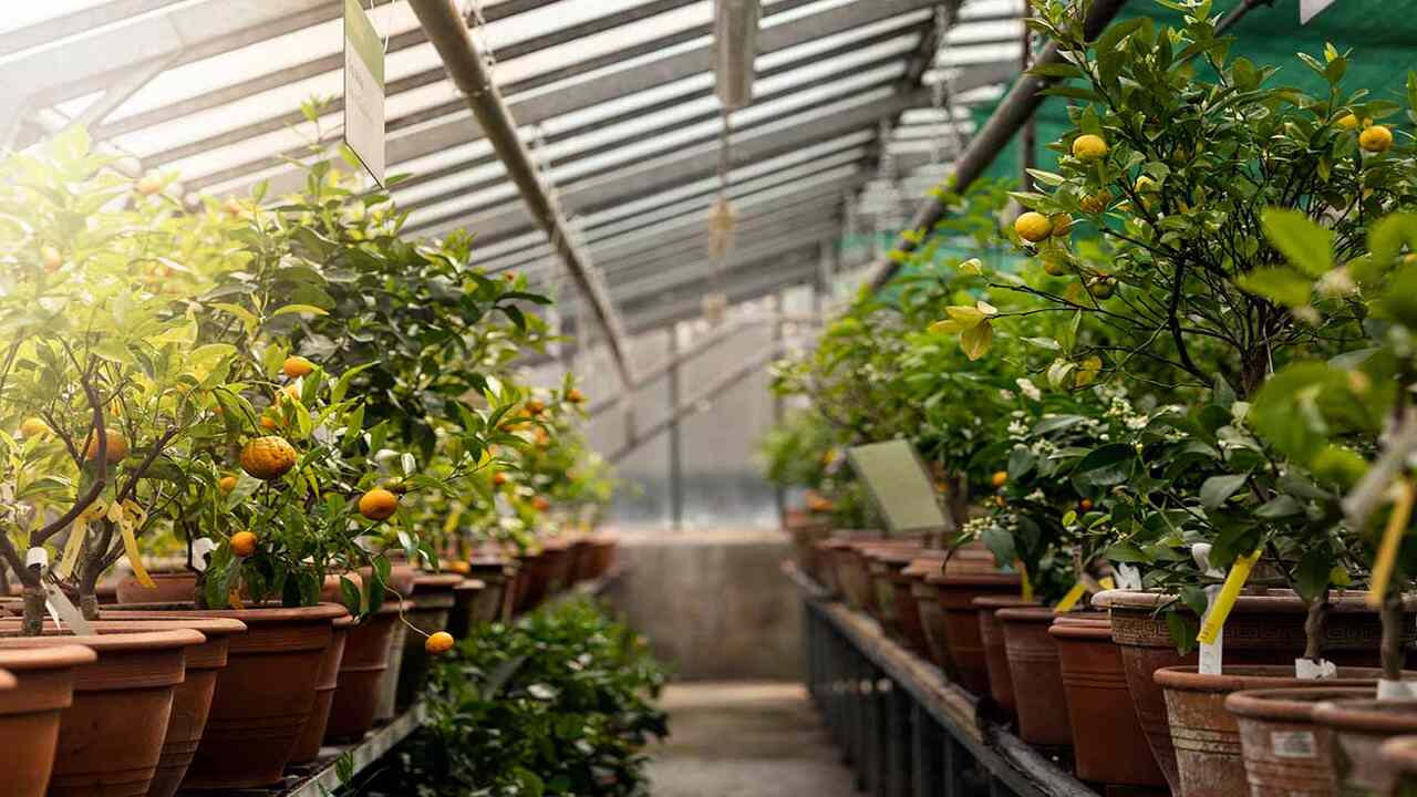Factors To Consider When Choosing Tropical Fruits For Greenhouse Cultivation