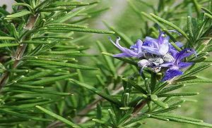 Rosemary Plants - Enchanting Gardens