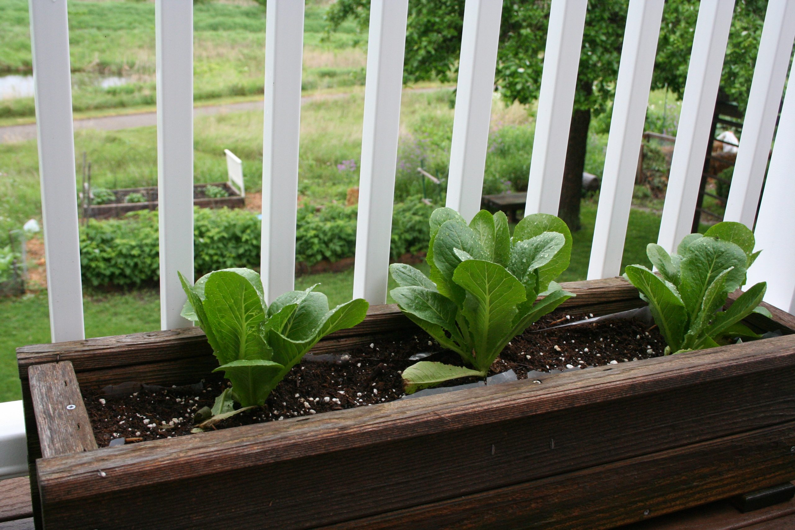 Grow Lettuce In Window Box