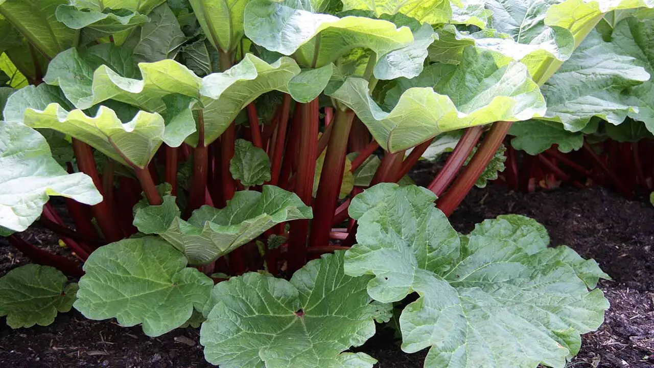 Harvesting And Using Rhubarb And Companion Plants