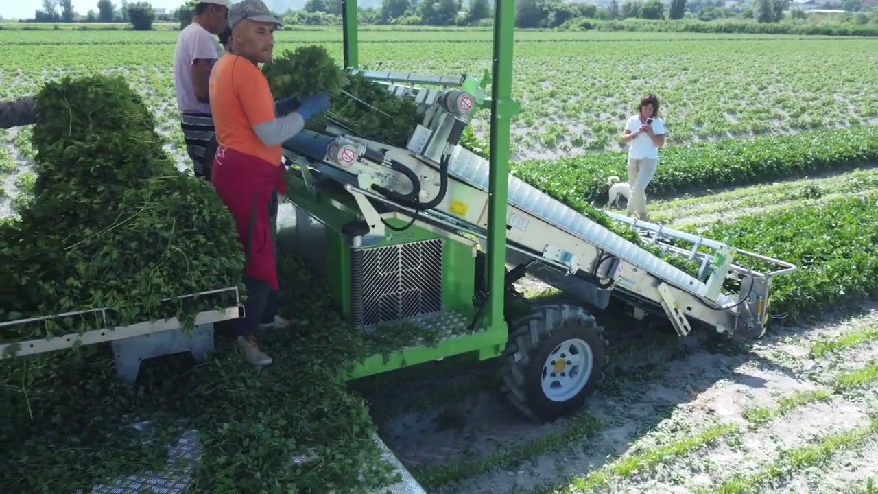 Harvesting Parsley With A Machine