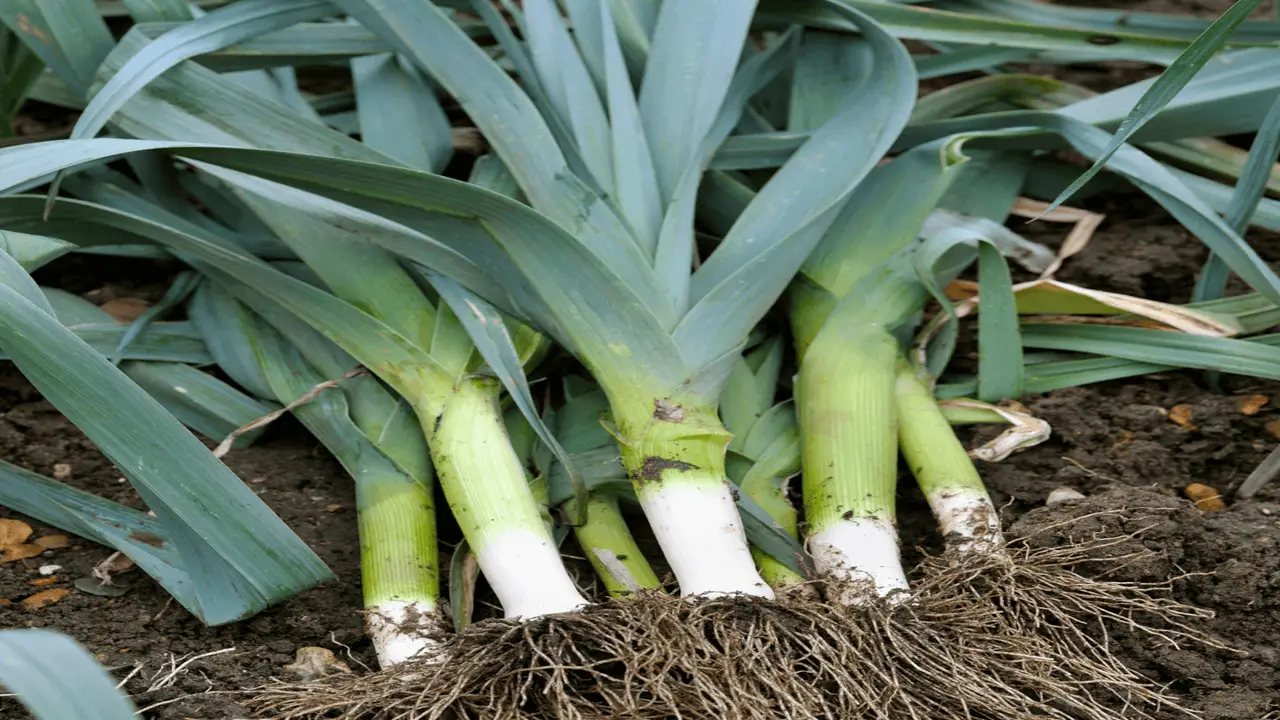 How Leeks Benefit From Companion Plants