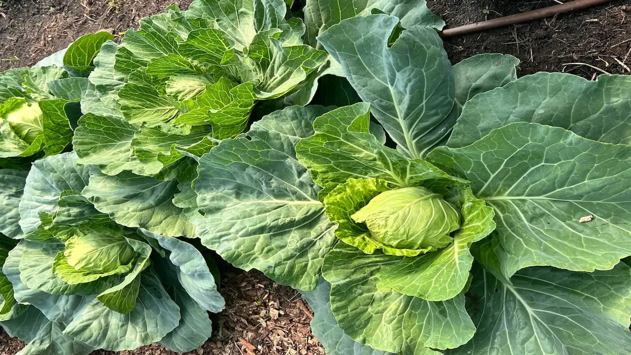 How Onions Enhance Cabbage Growth