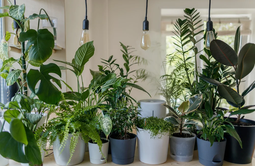 How To Choose The Right Plant For Your Space