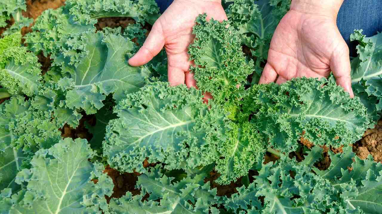 How To Ensure Proper Drainage For Kale Plants