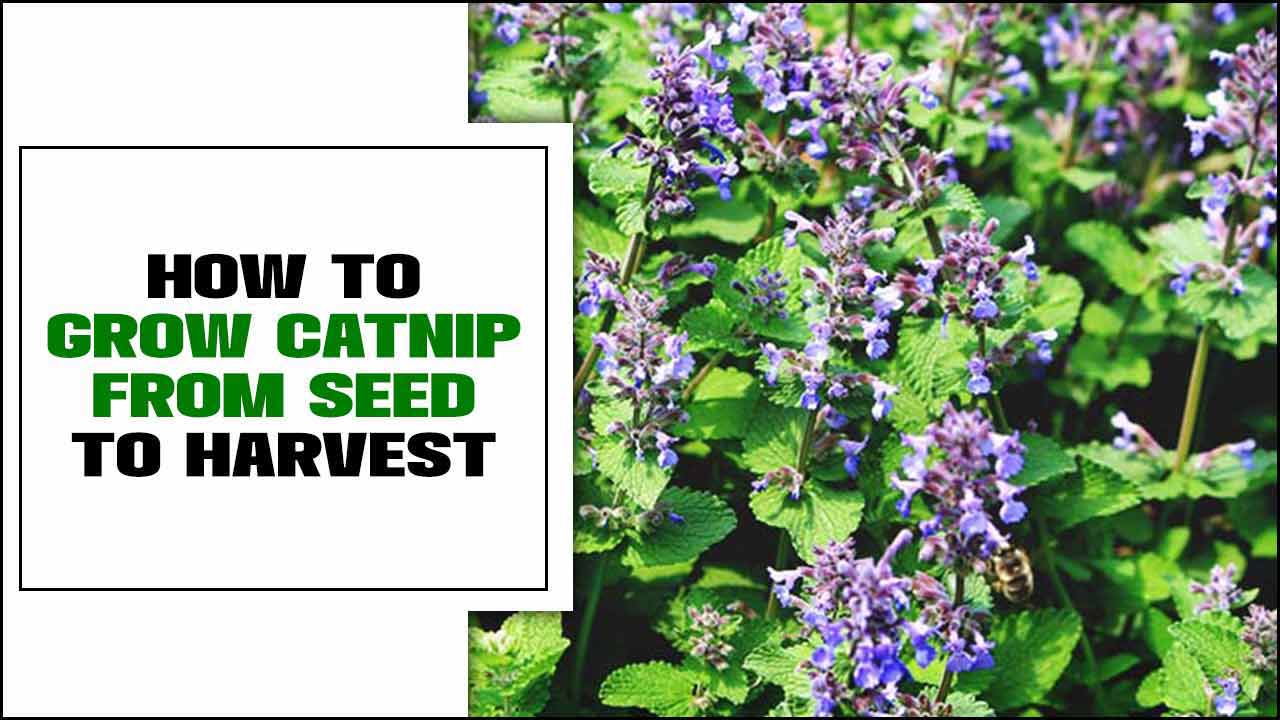 How To Grow Catnip From Seed To Harvest