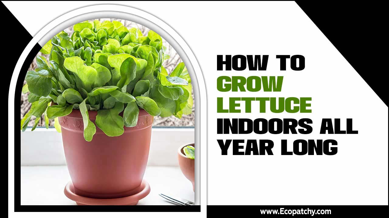 How To Grow Lettuce Indoors All Year Long