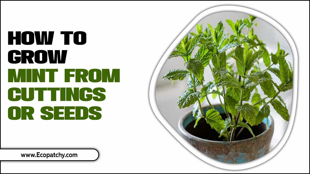 How To Grow Mint From Cuttings Or Seeds