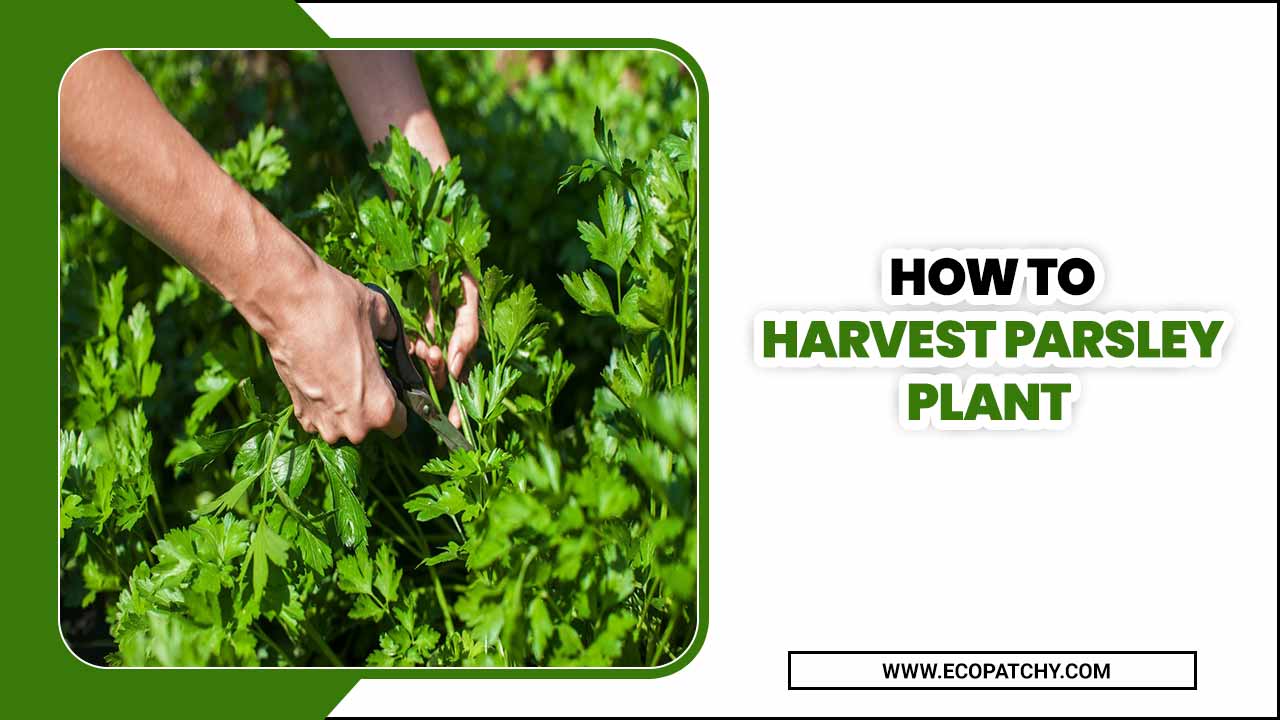 How To Harvest Parsley Plant