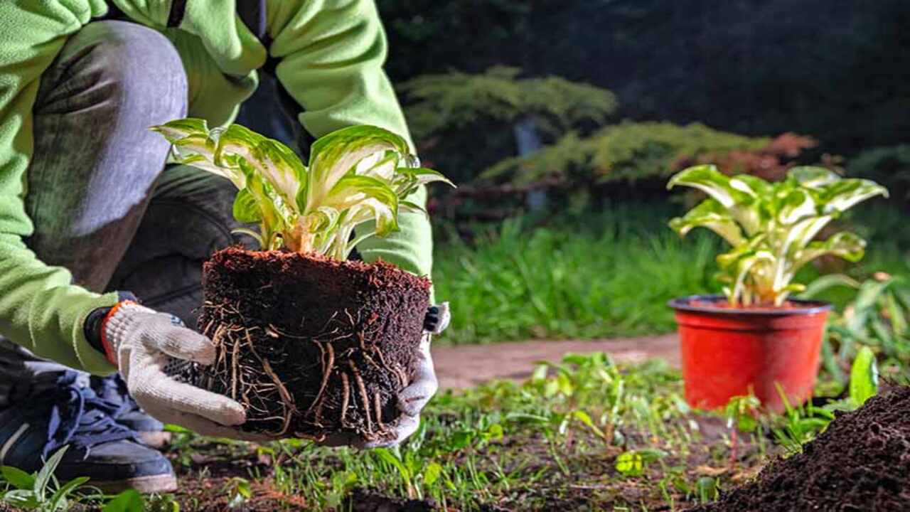  Maintaining And Pruning Hostas In Pots