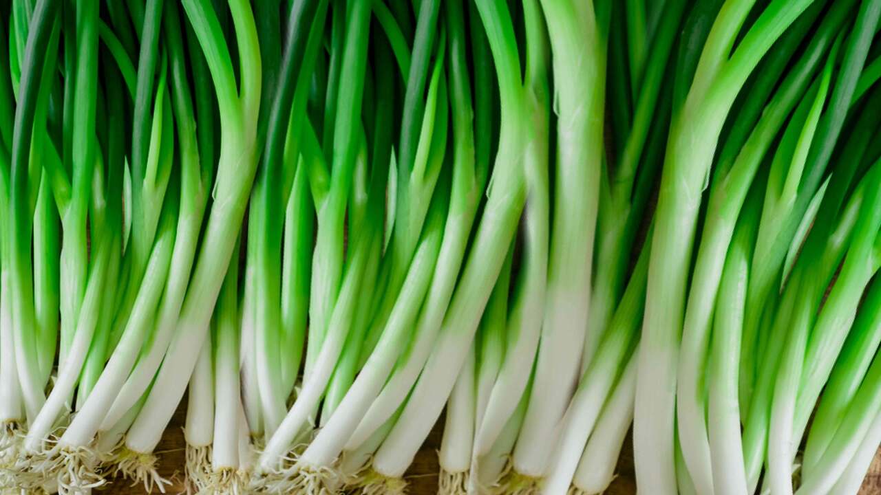 Providing Optimum Care For Your Green Onions