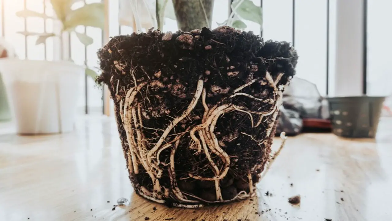 Repot A Plant With Root Rot
