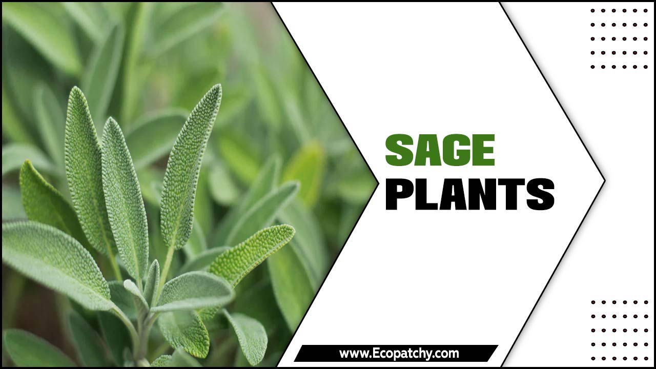 Sage Plants