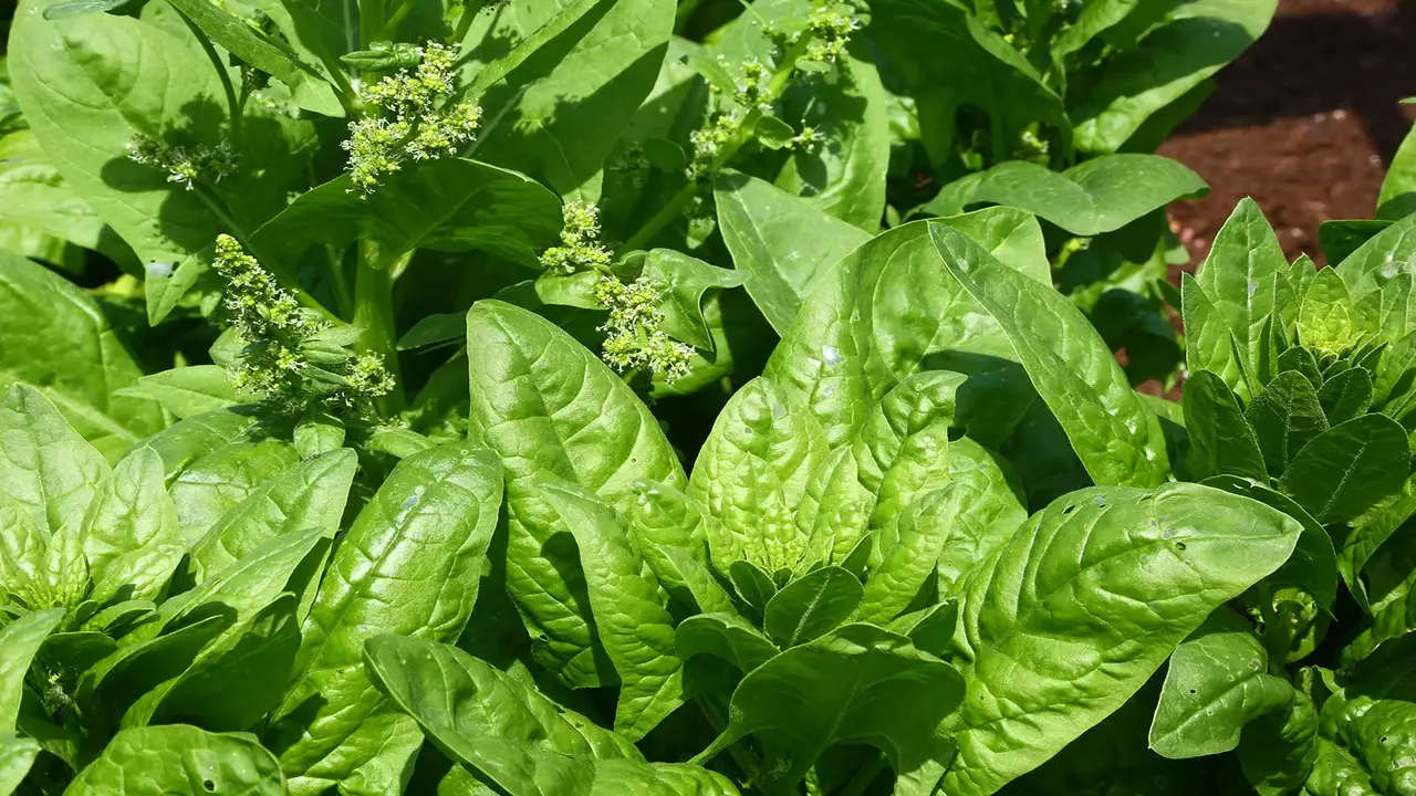 Spinach - A Nutritious And Hardy Plant