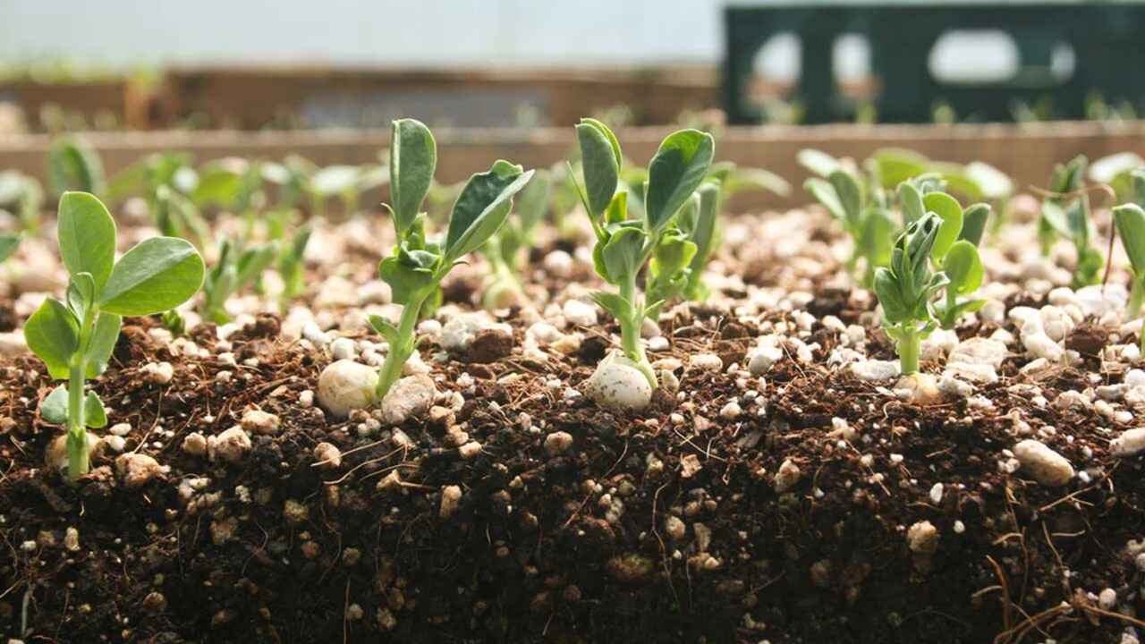 Start With Quality Seeds Or Seedlings