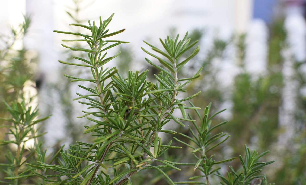 Storing And Preserving Rosemary