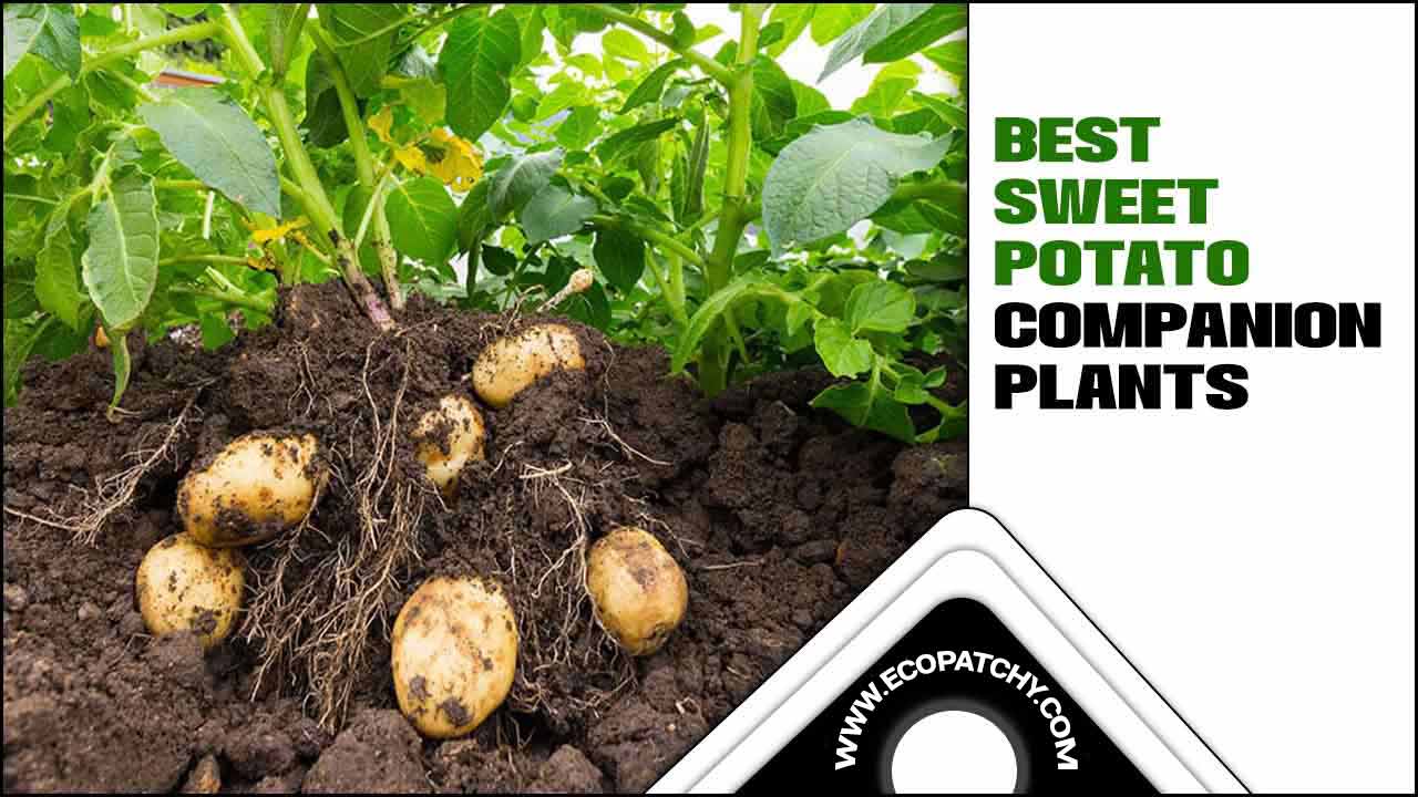 Sweet Potato Companion Plants