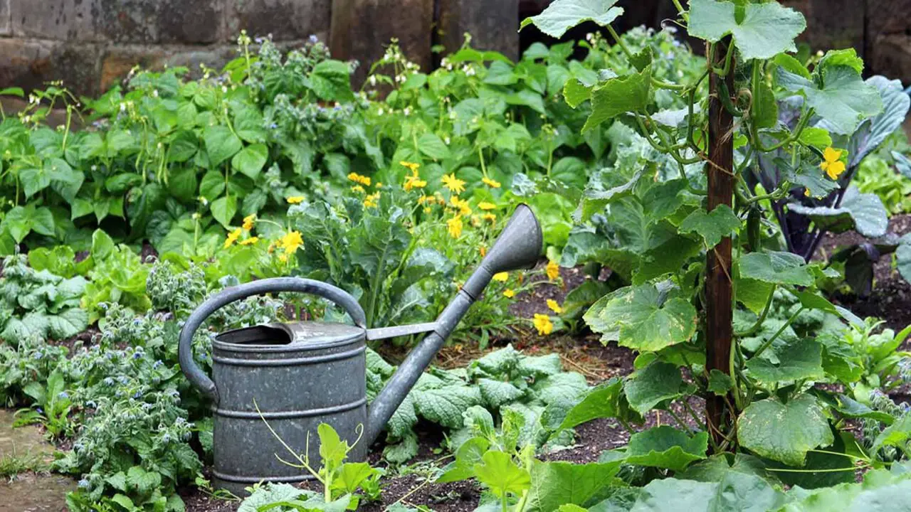 The Concept Of Companion Planting