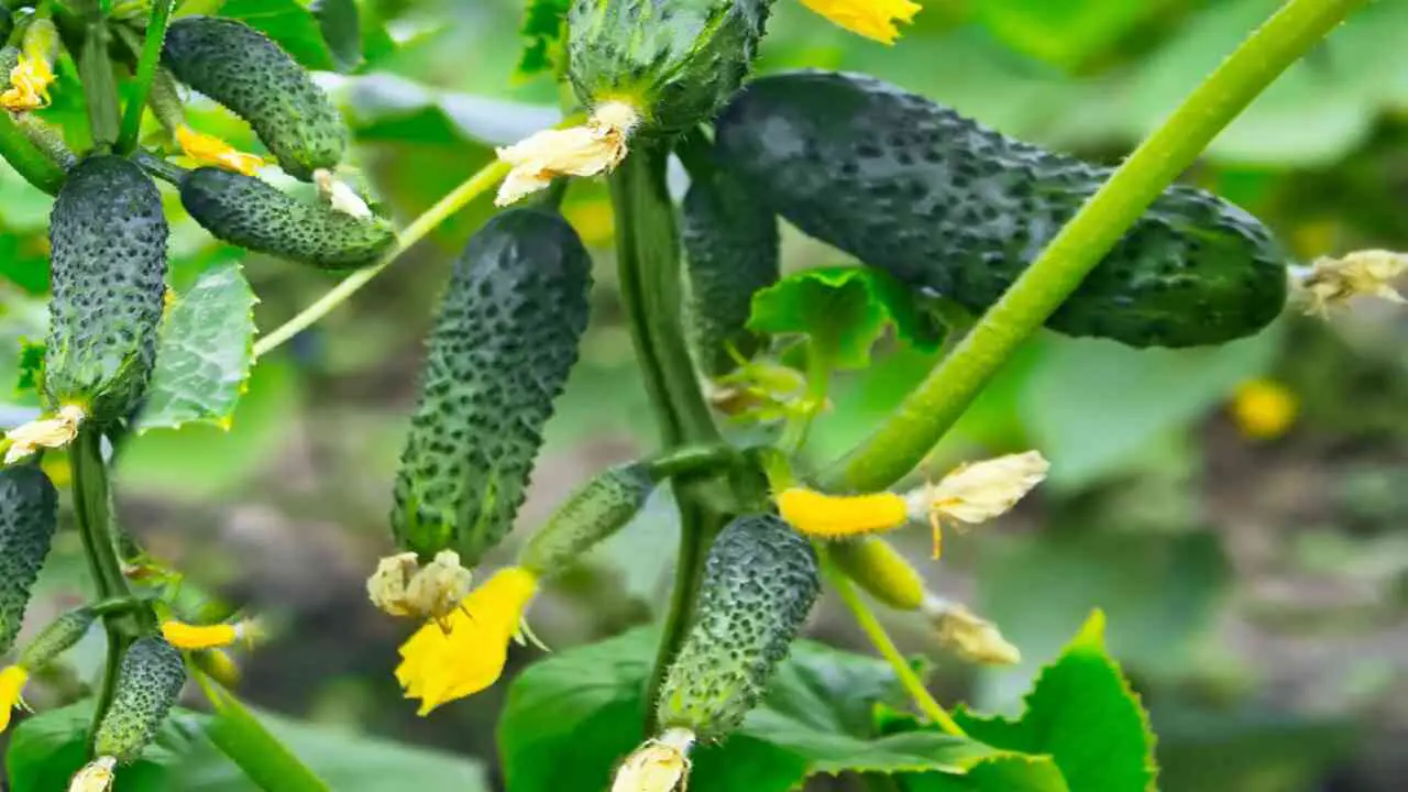The Role Of Cucumbers In Companion Planting