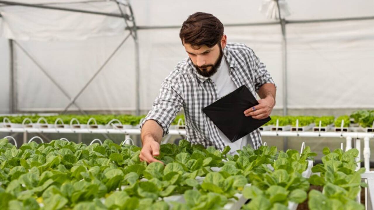 Tips For Maximizing Yield And Quality Of Lettuce In A Greenhouse