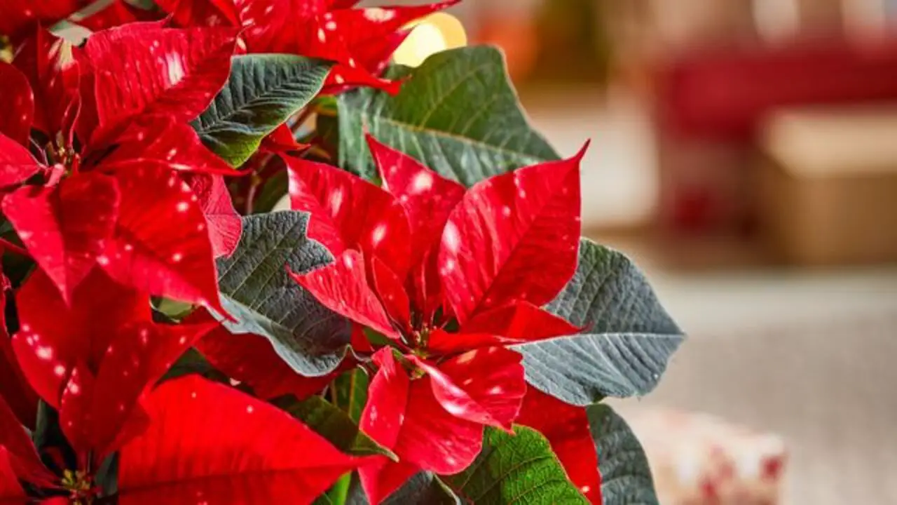 Tips For Prolonging Poinsettia's Beauty
